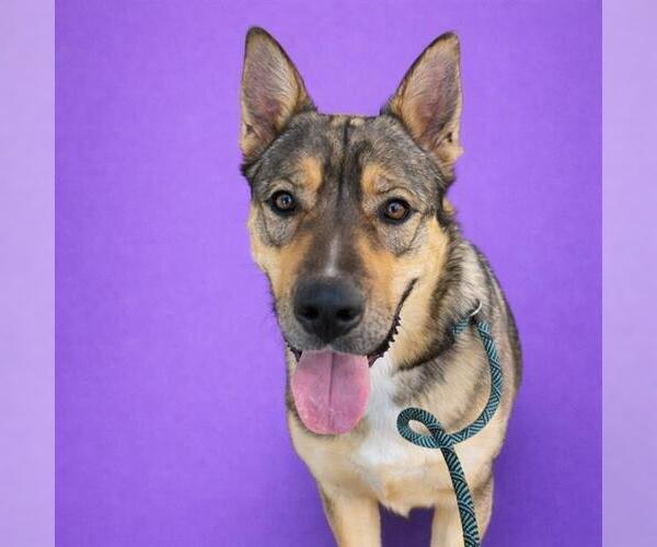 Medium Photo #3 German Shepherd Dog-Unknown Mix Puppy For Sale in Redlands, CA, USA