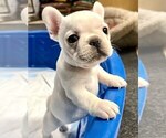 Small Photo #2 French Bulldog Puppy For Sale in BERGENFIELD, NJ, USA