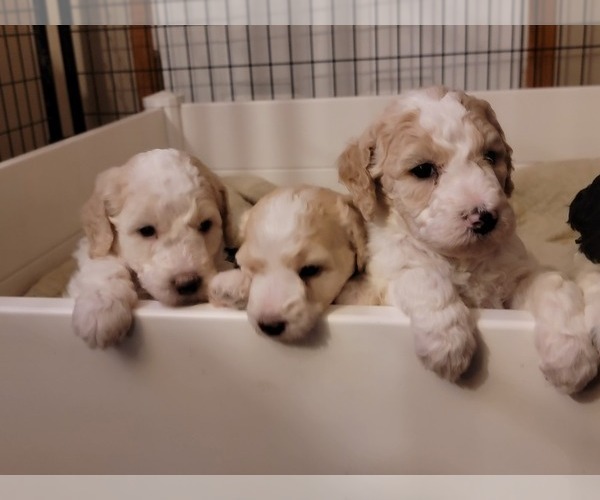 Medium Photo #5 Poodle (Standard) Puppy For Sale in ASHBY, MN, USA