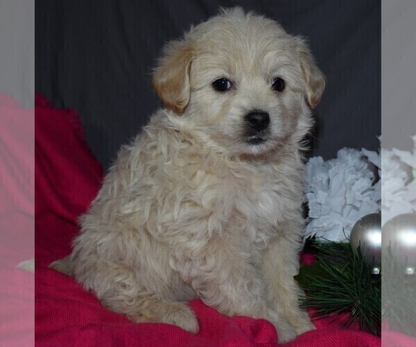 Medium Photo #4 Pookimo Puppy For Sale in GORDONVILLE, PA, USA