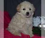 Small Photo #4 Pookimo Puppy For Sale in GORDONVILLE, PA, USA