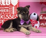 Small Photo #3 German Shepherd Dog Puppy For Sale in CLAY, PA, USA