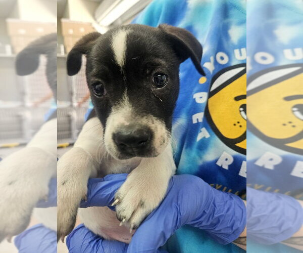 Medium Photo #1 Mutt Puppy For Sale in Candler, NC, USA