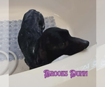 Small #3 Dachshund