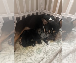 Mother of the French Bulldog puppies born on 05/27/2025
