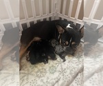 Small Photo #1 French Bulldog Puppy For Sale in SMITHFIELD, NC, USA