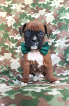 Medium Photo #1 Boxer Puppy For Sale in LANCASTER, PA, USA