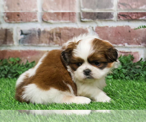 Medium Photo #1 Shih Tzu Puppy For Sale in SYRACUSE, IN, USA