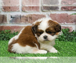 Small Shih Tzu