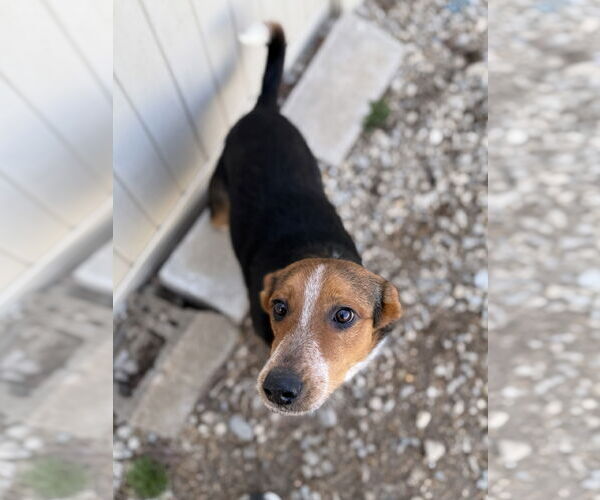 Medium Photo #2 Beagle Puppy For Sale in Corning, AR, USA