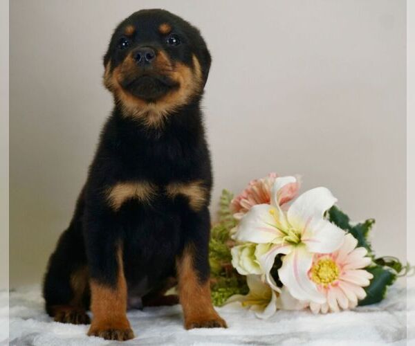 Medium Photo #9 Rottweiler Puppy For Sale in NAPPANEE, IN, USA