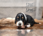 Small Photo #3 Basset Hound Puppy For Sale in BYHALIA, MS, USA