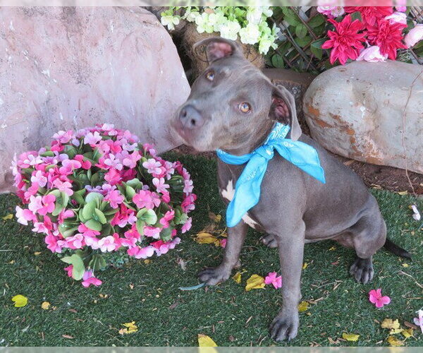 Medium Photo #1 American Pit Bull Terrier Puppy For Sale in Oklahoma City, OK, USA