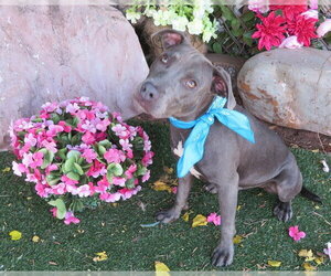 American Pit Bull Terrier Dogs for adoption in Oklahoma City, OK, USA