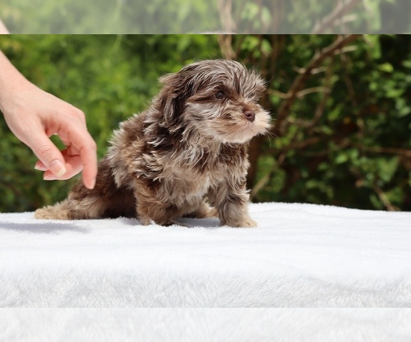 Medium Photo #8 ShihPoo Puppy For Sale in DYERSBURG, TN, USA