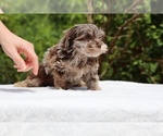 Small #7 ShihPoo