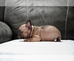 Small Photo #17 French Bulldog Puppy For Sale in SAN JOSE, CA, USA