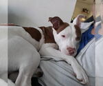 Small #2 American Pit Bull Terrier Mix