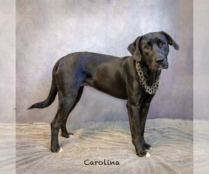 Carolina - Female Labrador Retriever-Unknown Mix Dog for Adoption - Photo #2