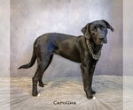Small Photo #2 Labrador Retriever-Unknown Mix Puppy For Sale in Hot Springs Village, AR, USA