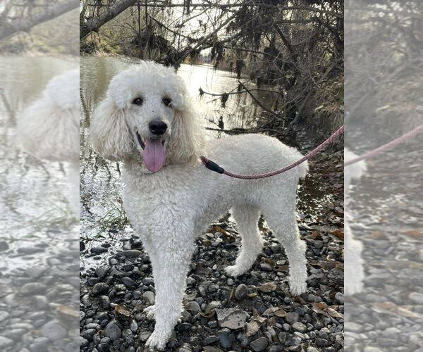 Medium Photo #16 Poodle (Standard) Puppy For Sale in KEIZER, OR, USA