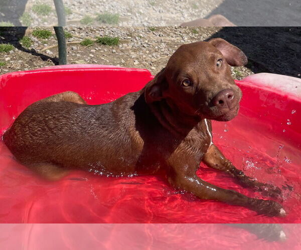 Medium Photo #5 Mutt Puppy For Sale in Tracy City, TN, USA