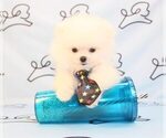 Small Photo #22 Pomeranian Puppy For Sale in LAS VEGAS, NV, USA