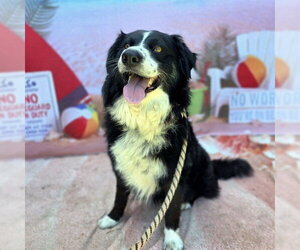 Border Collie Dogs for adoption in Long Beach, CA, USA