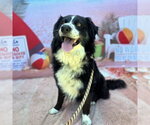 Small Border Collie