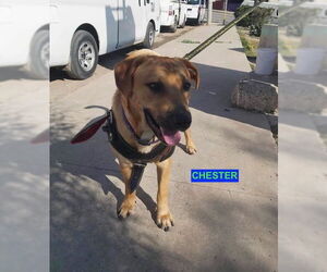 Labrador Retriever-Unknown Mix Dogs for adoption in Woodland Hills, CA, USA