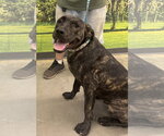Small #1 Mutt