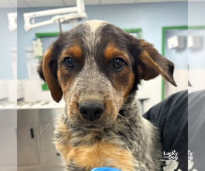 Mutt Dogs for adoption in Washington, DC, USA