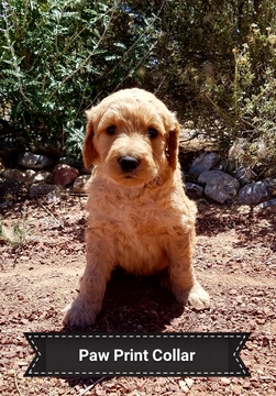 Medium Photo #1 Goldendoodle Puppy For Sale in RIO RANCHO, NM, USA