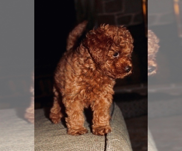 Medium Photo #1 Miniature Labradoodle Puppy For Sale in MANHEIM, PA, USA