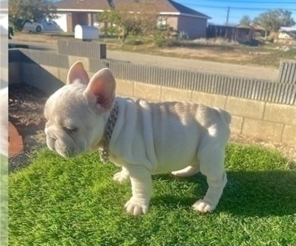 Medium Photo #9 French Bulldog Puppy For Sale in TUCSON, AZ, USA