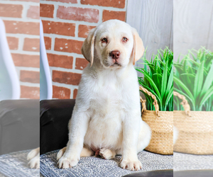 Labrador Retriever Puppy for Sale in SYRACUSE, Indiana USA