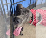 Small #2 Great Dane