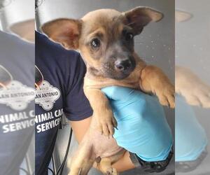 Mutt Dogs for adoption in San Antonio, TX, USA