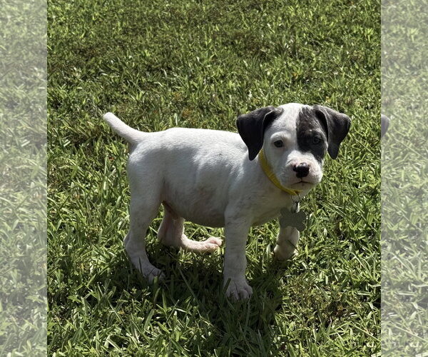 Medium Photo #2 American Staffordshire Terrier-Unknown Mix Puppy For Sale in Holly Springs, NC, USA
