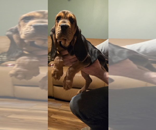 Medium Photo #1 Bloodhound Puppy For Sale in ESTANCIA, NM, USA