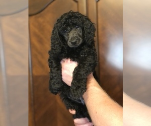 Poodle (Standard) Puppy for sale in IRONTON, OH, USA