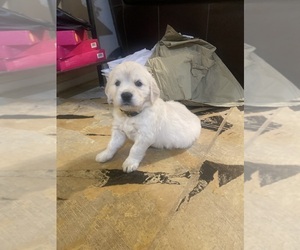 English Cream Golden Retriever Puppy for sale in BEAUMONT, CA, USA