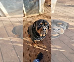 Father of the Rottweiler puppies born on 12/19/2025