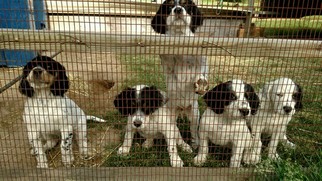 English Setter Puppy for sale in MONTROSE, MI, USA