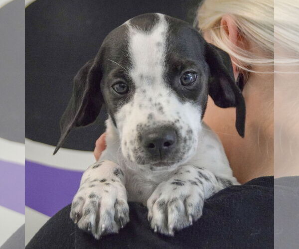 Medium Photo #5 Beagle-Brittany Mix Puppy For Sale in Huntley, IL, USA