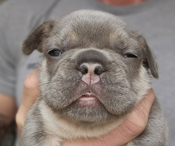 Medium Photo #19 French Bulldog Puppy For Sale in FENTON, MO, USA