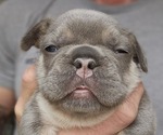 Small Photo #19 French Bulldog Puppy For Sale in FENTON, MO, USA
