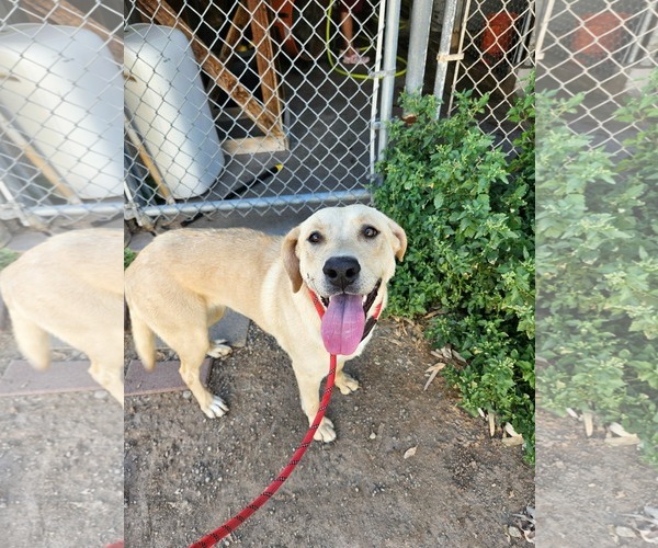 Medium Photo #1 Labrador Retriever-Unknown Mix Puppy For Sale in El Centro, CA, USA