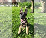 Small #8 German Shepherd Dog