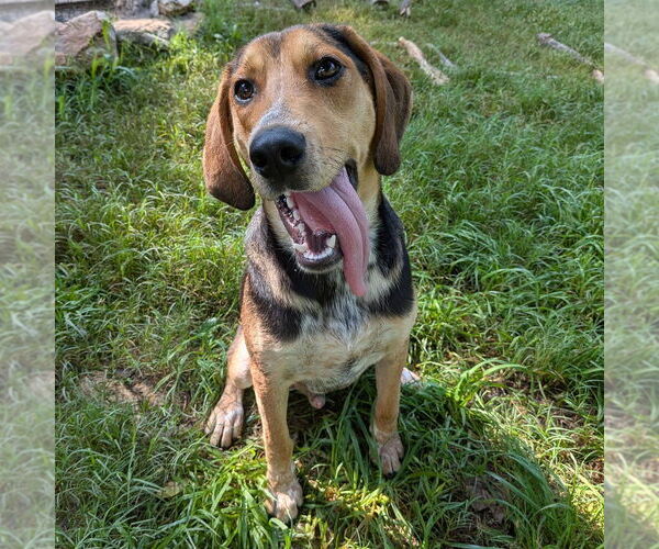 Medium Photo #3 Mutt Puppy For Sale in Vail, AZ, USA